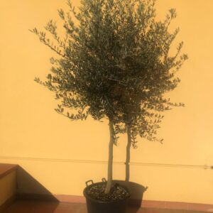 Pianta di Ulivo - 6 anni