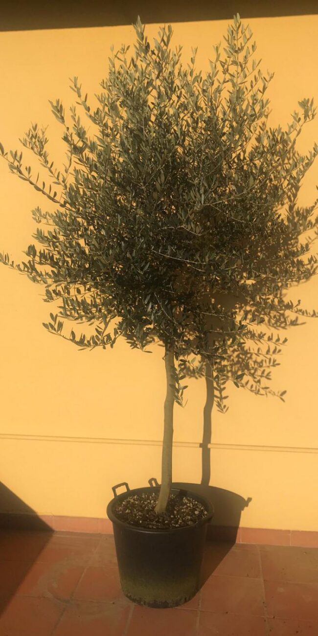 Pianta di Ulivo - 6 anni