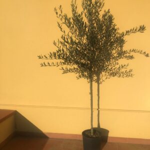 Pianta di Ulivo - 4 anni