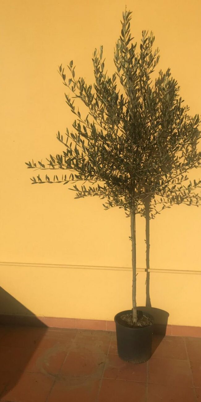 Pianta di Ulivo - 4 anni