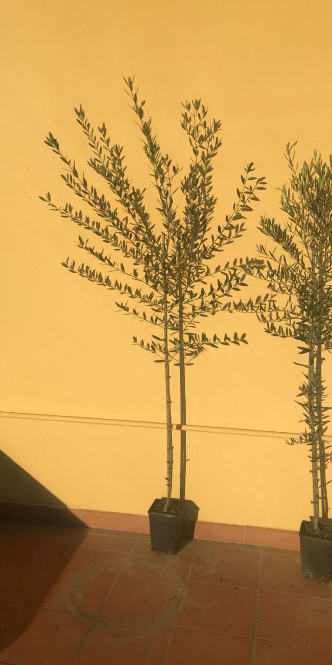 Pianta di Ulivo - 2 anni
