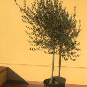 Pianta di Ulivo - 5 anni