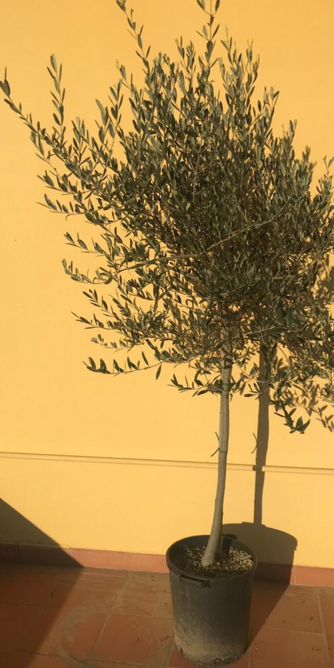 Pianta di Ulivo - 5 anni