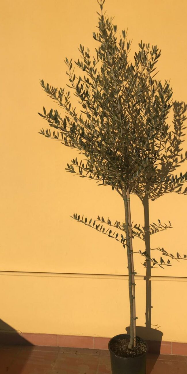 Pianta di Ulivo - 3 anni