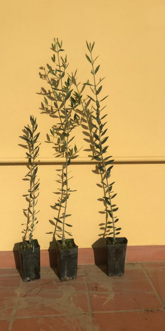 Pianta di Ulivo - 1 anno
